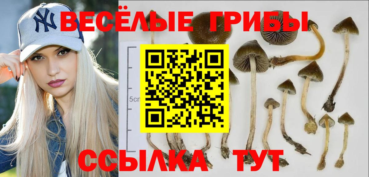 Псилоцибиновые грибы Cubensis Рассказово